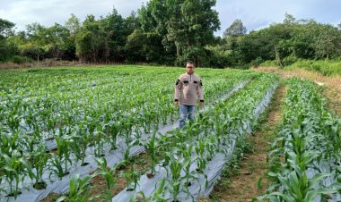 Polres Natuna Manfaatkan Lahan Berkelanjutan Tanam Jagung, Dukung Ketahanan Pangan Nasional
