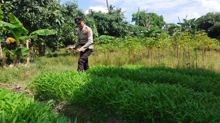 Wujudkan Indonesia Emas, Polsek Belakang Padang Gerakkan Ketahanan Pangan Warga