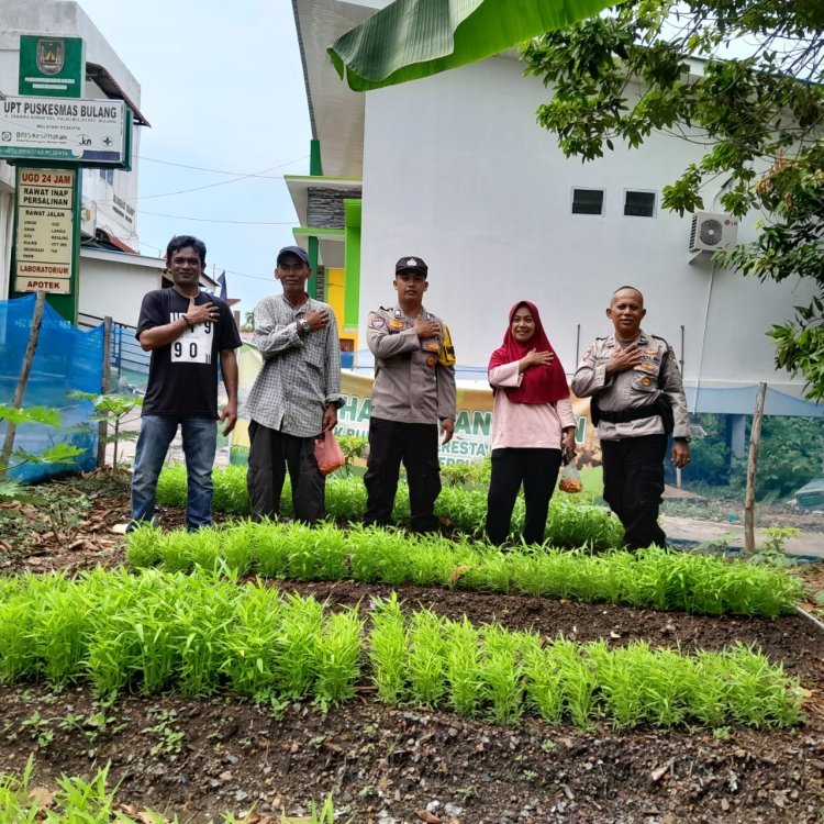 Polsek Bulang Panen Cabe, Dukung Ketahanan Pangan dan Dekatkan Diri dengan Masyarakat