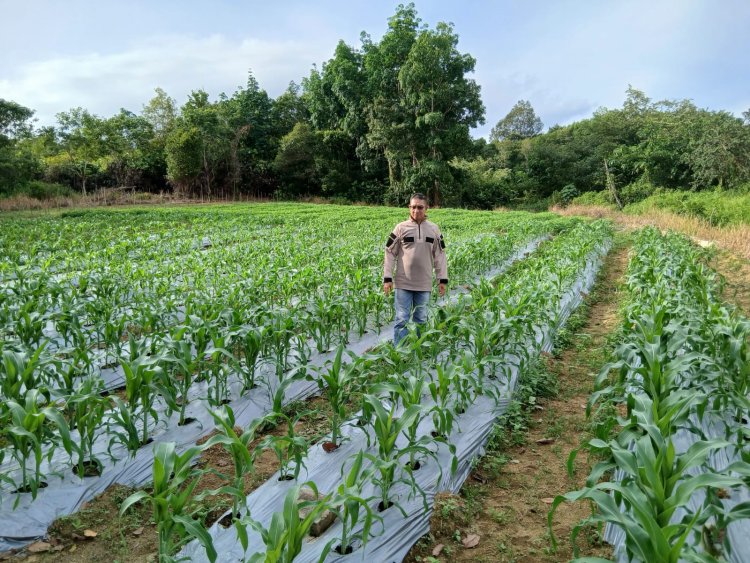 Polres Natuna Manfaatkan Lahan Berkelanjutan Tanam Jagung, Dukung Ketahanan Pangan Nasional