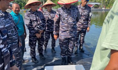 TNI AL Panen Udang Vaname di Dabo Singkep, Dukung Ketahanan Pangan Nasional