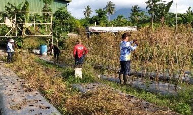 Personel Lanud RSA Natuna Konsisten Rawat RSA Farm, Dukung Ketahanan Pangan Nasional
