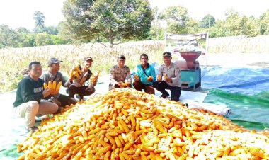 POLRES KARIMUN GELAR PANEN JAGUNG DUKUNG PROGRAM KETAHANAN PANGAN NASIONAL
