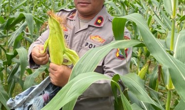 Polsek Sekupang Gelar Panen Raya Jagung di Tanjung Pinggir, Dukung Program Ketahanan Pangan Nasional