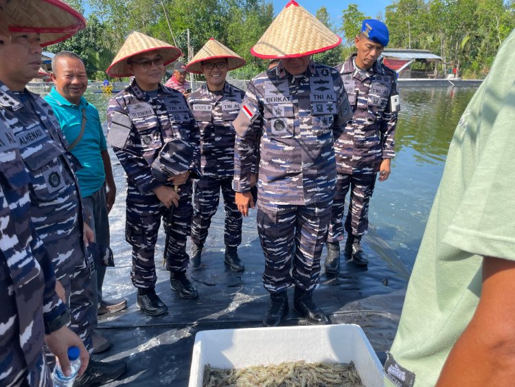 TNI AL Panen Udang Vaname di Dabo Singkep, Dukung Ketahanan Pangan Nasional