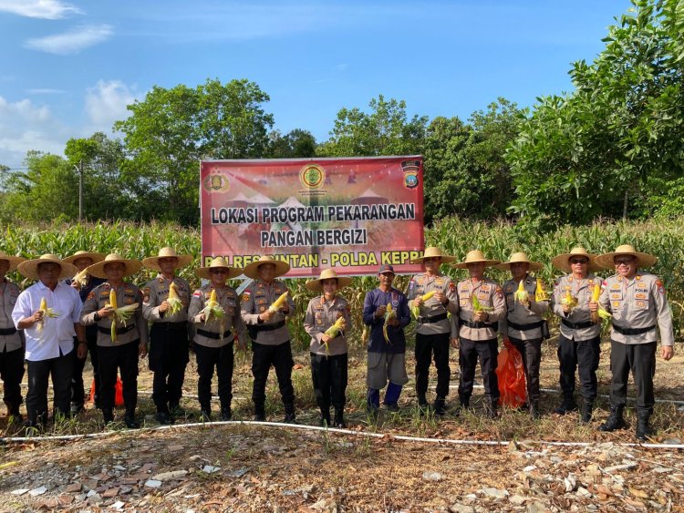 Polres Bintan Kembali Laksanakan Panen Jagung Hasil Pengelolaan Lahan Di Mapolres Bintan