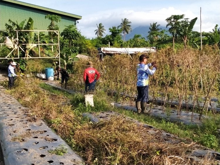 Personel Lanud RSA Natuna Konsisten Rawat RSA Farm, Dukung Ketahanan Pangan Nasional