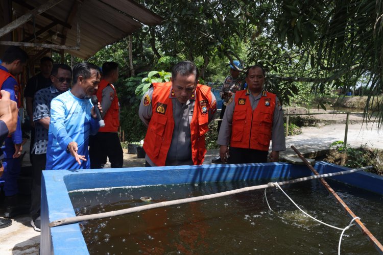 IRJEN POL. ASEP SAFRUDIN KAPOLDA KEPRI TABUR 50.000 BENIH IKAN DI TIBELAT FARM SEKUPANG