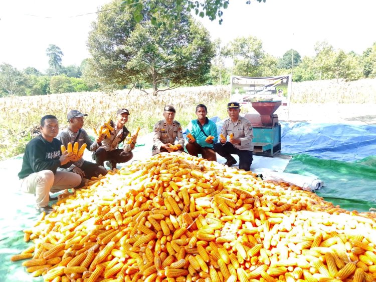 POLRES KARIMUN GELAR PANEN JAGUNG DUKUNG PROGRAM KETAHANAN PANGAN NASIONAL