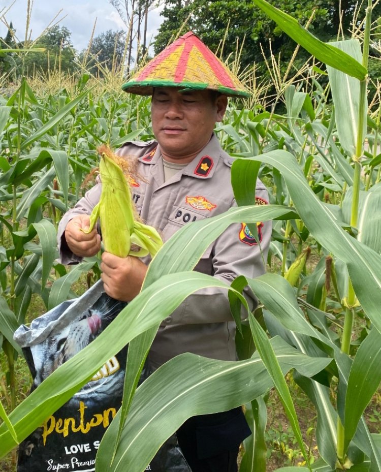 Polsek Sekupang Gelar Panen Raya Jagung di Tanjung Pinggir, Dukung Program Ketahanan Pangan Nasional