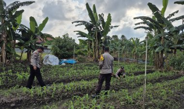 Polri Jadi Motor Ketahanan Pangan: Polsek Daik Lingga Aktif Rawat Tanaman Jagung Di Lahan Perhutanan Sosial