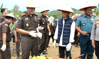 Kejari Batam Panen Jagung Bersama Petani di Rempang, Wujud Nyata Dukung Kemandirian Pangan