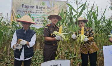 Panen Raya Jagung di Rempang Cate, Kejari Batam Tunjukkan Peran Hukum untuk Ketahanan Pangan