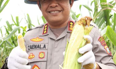 Dukung Ketahanan Pangan Nasional, Polresta Barelang Bersinergi dalam Panen Raya Jagung di Galang