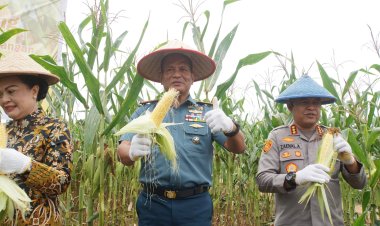 Wujud Sinergitas Ketahanan Pangan Nasional, TNI AL Sukseskan Panen Raya Jagung di Galang