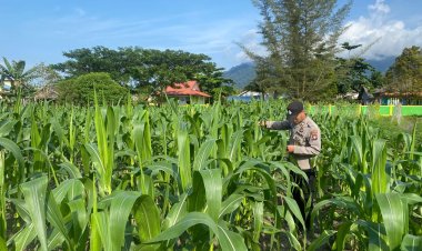 Polri Tanam Harapan: Jagung Usia 44 Hari di Lingga Bukti Aksi Nyata untuk Rakyat