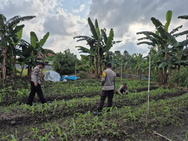 Polri Jadi Motor Ketahanan Pangan: Polsek Daik Lingga Aktif Rawat Tanaman Jagung Di Lahan Perhutanan Sosial