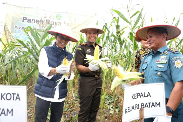 Panen Jagung di Rempang, Wali Kota Amsakar Soroti Peran Strategis Kejari dalam Ketahanan Pangan