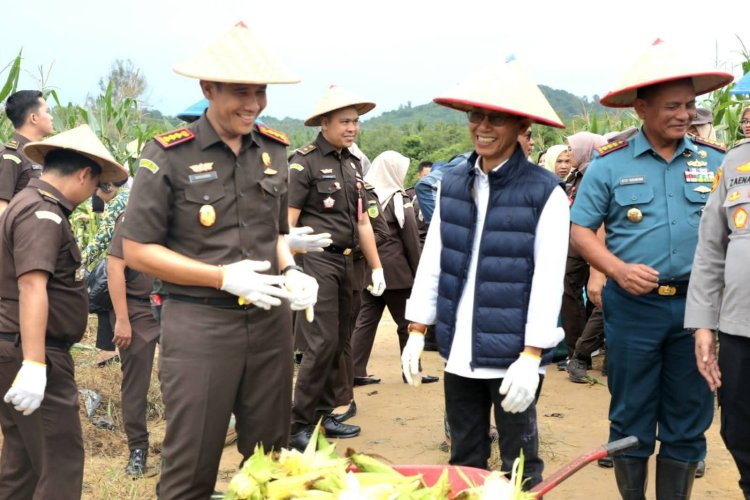 Kejari Batam Panen Jagung Bersama Petani di Rempang, Wujud Nyata Dukung Kemandirian Pangan