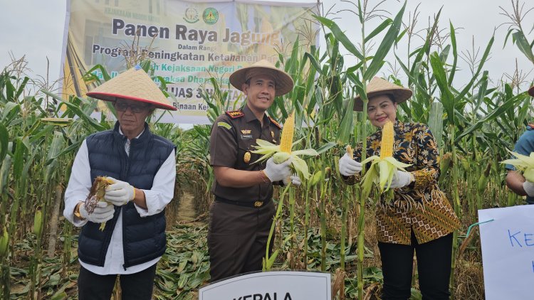 Panen Raya Jagung di Rempang Cate, Kejari Batam Tunjukkan Peran Hukum untuk Ketahanan Pangan