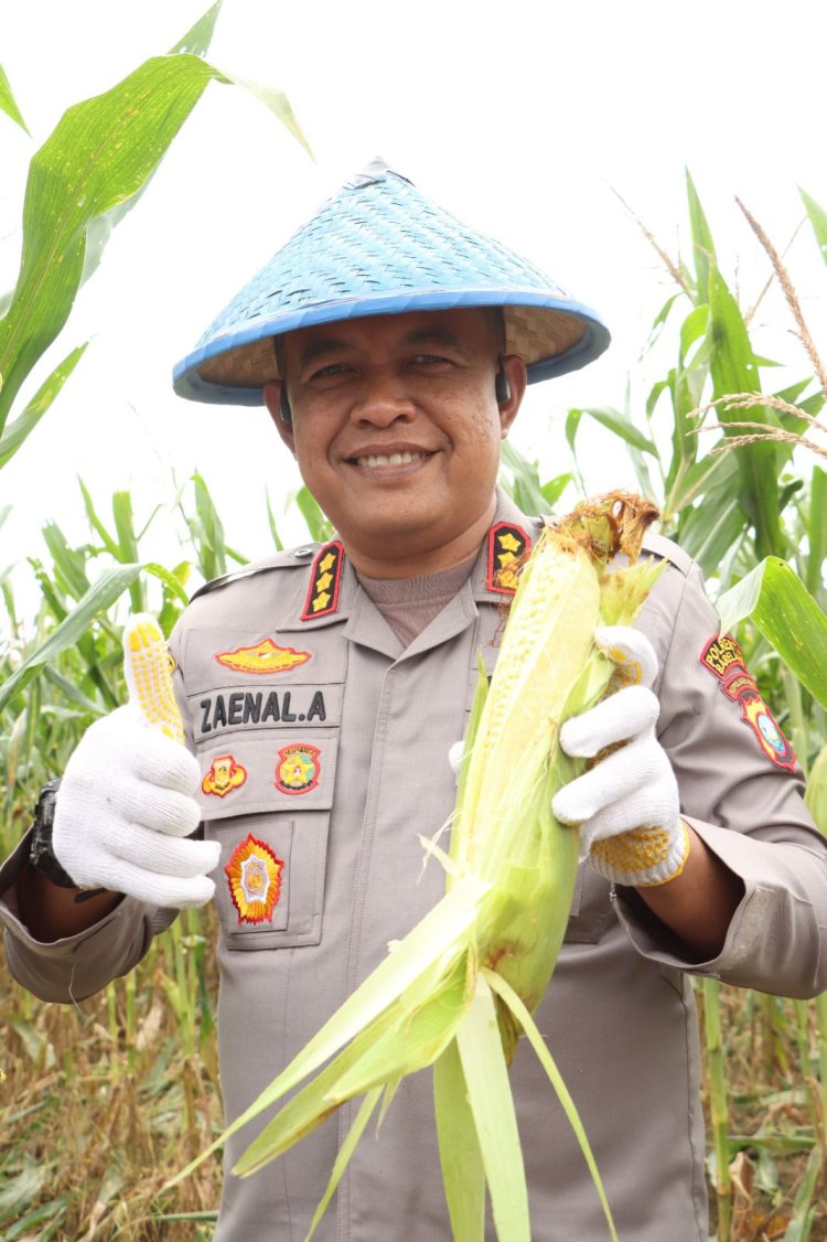Dukung Ketahanan Pangan Nasional, Polresta Barelang Bersinergi dalam Panen Raya Jagung di Galang