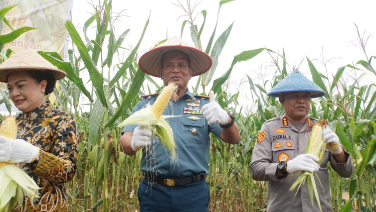 Wujud Sinergitas Ketahanan Pangan Nasional, TNI AL Sukseskan Panen Raya Jagung di Galang