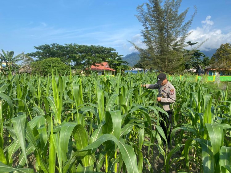 Polri Tanam Harapan: Jagung Usia 44 Hari di Lingga Bukti Aksi Nyata untuk Rakyat