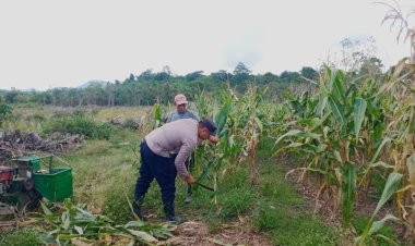 Polres Lingga Gencarkan Swasembada Pangan, Panen 2,5 Ton Jagung di Desa Bukit Belah