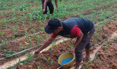 Polsek Batu Ampar Gelar Aksi Humanis Dukung Ketahanan Pangan dengan Pupuk Jagung Pipil