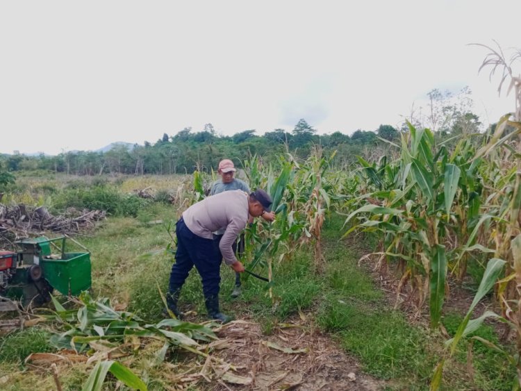 Polres Lingga Gencarkan Swasembada Pangan, Panen 2,5 Ton Jagung di Desa Bukit Belah