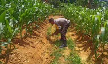 Bhabinkamtibmas Polsek Batu Ampar Laksanakan Monitoring dan Perawatan Lahan Jagung Pipil di Kampung Seraya
