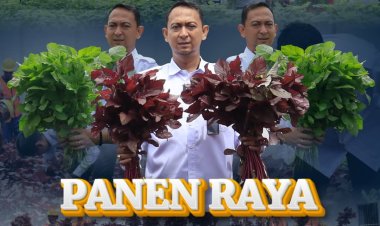 Semangat Membara, Lapas Batam Panen 170 Kg Sayur Segar