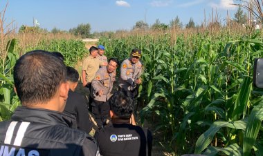 Kapolresta Barelang Tinjau Lahan Ketahanan Pangan Jagung Pipil Wujud Dukungan Polri Terhadap Swasembada Pangan