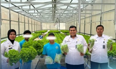 RUTAN BATAM BAGIKAN 300 IKAT SELADA HASIL PROGRAM PEMBINAAN HIDROPONIK