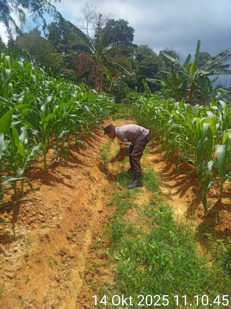 Bhabinkamtibmas Polsek Batu Ampar Laksanakan Monitoring dan Perawatan Lahan Jagung Pipil di Kampung Seraya