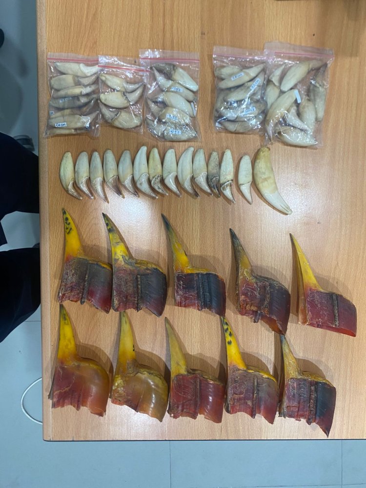 Bea Cukai Batam Gagalkan Penyelundupan Barang Kiriman Berisi Paruh dan Taring Satwa Dilindungi