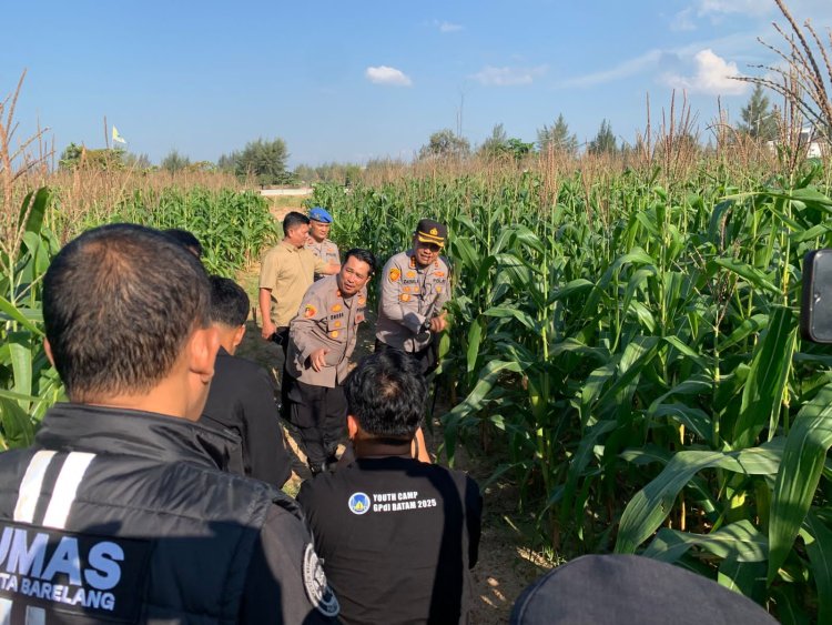 Kapolresta Barelang Tinjau Lahan Ketahanan Pangan Jagung Pipil Wujud Dukungan Polri Terhadap Swasembada Pangan