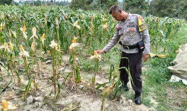 Jagung Tumbuh, Negeri Tangguh: Polsek Sungai Beduk Kawal Program Ketahanan Pangan