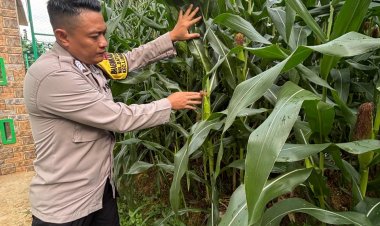 Polsek Lubuk Baja Dorong Ketahanan Pangan Melalui Pemantauan Lahan Jagung Berbasis Asta Cita