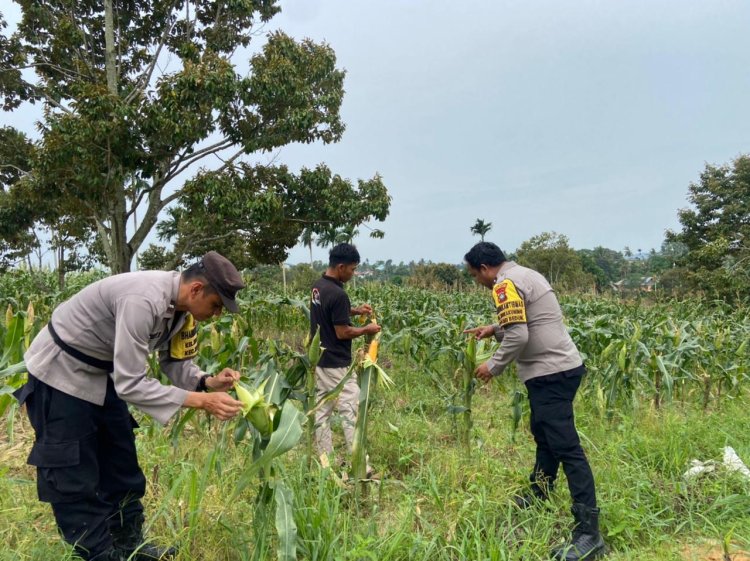Kuatkan Kemandirian Pangan, Polsek Sungai Beduk Laksanakan Perawatan Jagung Pipil di Kampung Bagan Tanjung Piayu