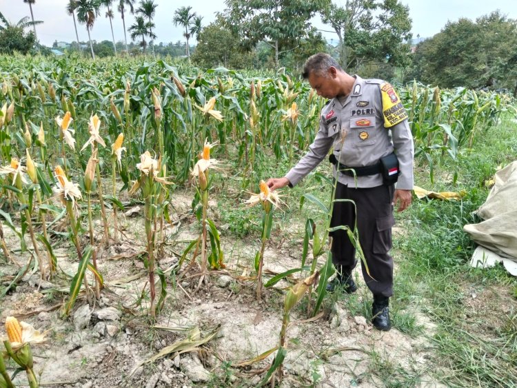 Jagung Tumbuh, Negeri Tangguh: Polsek Sungai Beduk Kawal Program Ketahanan Pangan