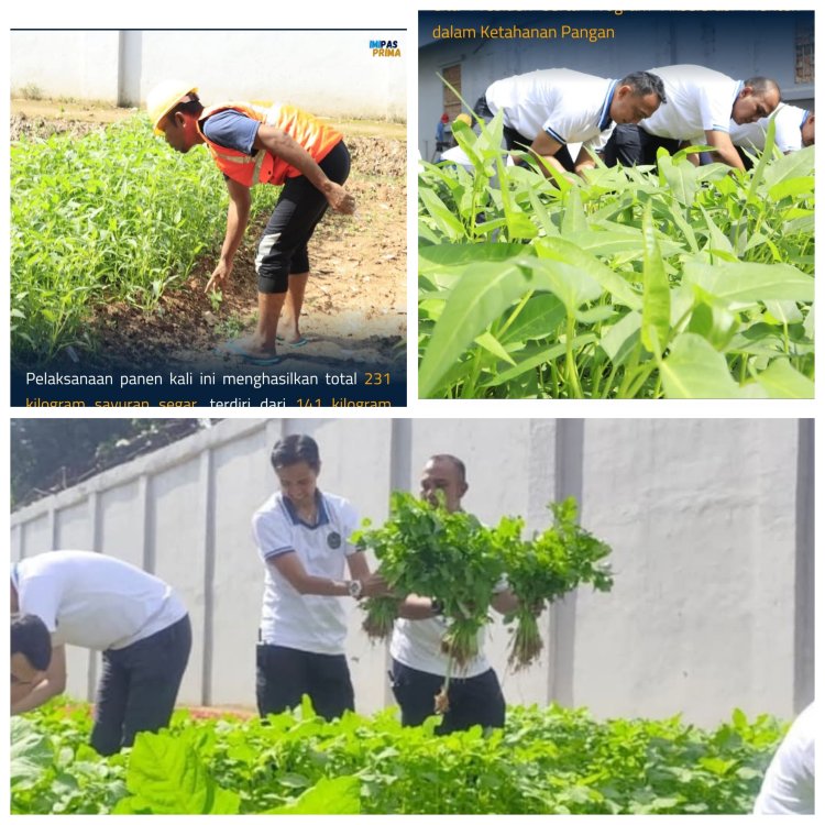 Panen Ceria Bayam & Kangkung Melimpah di Lapas Batam, Dukung Ketahanan Pangan Nasional