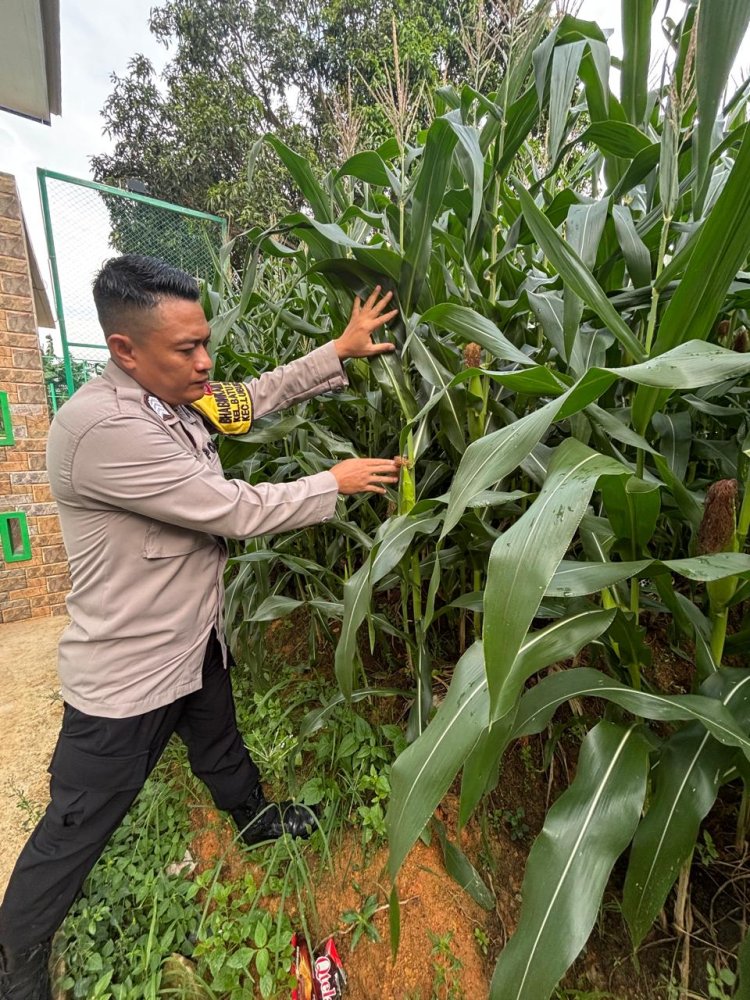 Polsek Lubuk Baja Dorong Ketahanan Pangan Melalui Pemantauan Lahan Jagung Berbasis Asta Cita