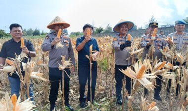 Panen Raya Jagung Kuartal IV di Bengkong, Kapolresta Barelang Apresiasi Upaya Swasembada Pangan 2025