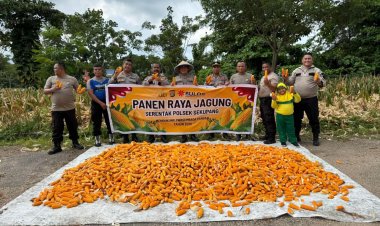 PANEN RAYA JAGUNG SERENTAK POLSEK SEKUPANG DUKUNG SWASEMBADA PANGAN 2025