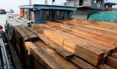 Dukung Pengawasan Hasil Hutan, Bea Cukai Batam Amankan 1.250 Balok Kayu Ilegal di Perairan Pulau Hangop