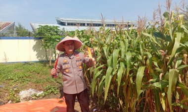 Polsek Batu Ampar Panen Raya Jagung Kuartal IV, Wujud Nyata Dukungan Swasembada Pangan 2025