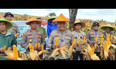 Polresta Barelang Gelar Panen Raya Jagung Kuartal IV Dukung Swasembada Pangan Tahun 2025 di Setokok