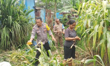 Polsek Batu Ampar Gelar Panen Raya Jagung Serentak Kuartal IV Dukung Swasembada Pangan 2025