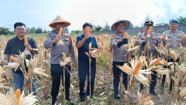 Panen Raya Jagung Kuartal IV di Bengkong, Kapolresta Barelang Apresiasi Upaya Swasembada Pangan 2025